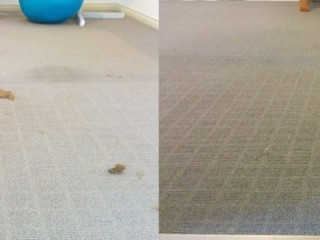 Improve indoor air quality with end-to-end Carpet Cleaning Adelaide