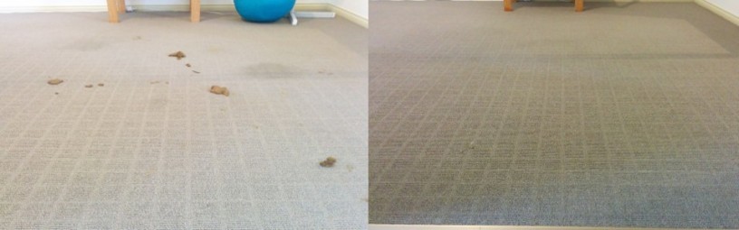 improve-indoor-air-quality-with-end-to-end-carpet-cleaning-adelaide-big-0