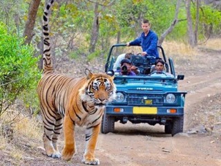 Best Safari Resort in Jim Corbett