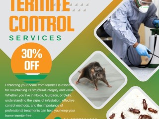 Protect Your Property with Professional Termite Services