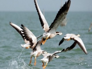 Family Holiday Packages to Chilika