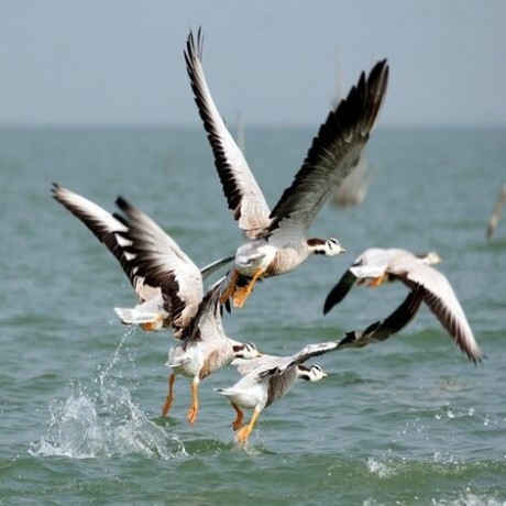 family-holiday-packages-to-chilika-big-0