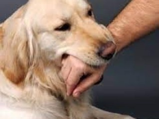 Dog Bites Injury Lawyers Temecula CA