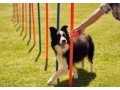 best-dog-trainers-in-phoenix-small-0