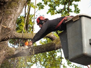 Expert Residential Tree Removal Service at Affordable Rates