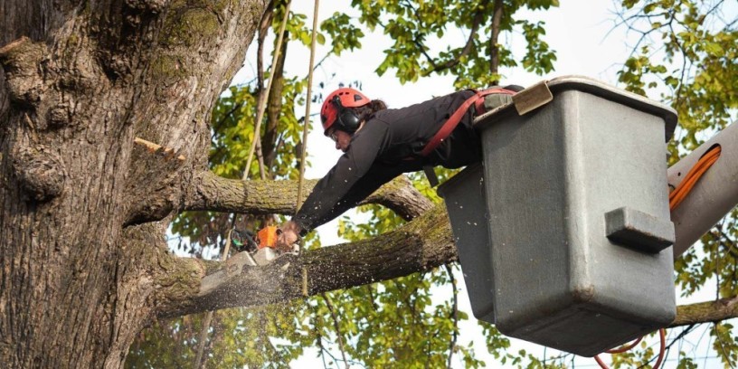 expert-residential-tree-removal-service-at-affordable-rates-big-0