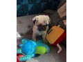 beautiful-pug-puppies-for-rehoming-small-2