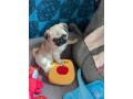 beautiful-pug-puppies-for-rehoming-small-0