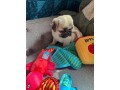 beautiful-pug-puppies-for-rehoming-small-1